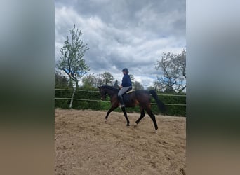 Hannoveriano, Caballo castrado, 7 años, 169 cm, Castaño