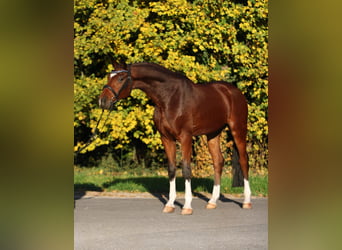 Hannoveriano, Caballo castrado, 7 años, 169 cm, Castaño