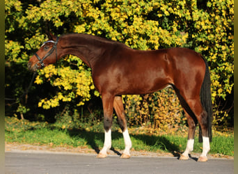 Hannoveriano, Caballo castrado, 7 años, 169 cm, Castaño