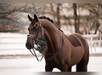 Hannoveriano, Caballo castrado, 7 años, 169 cm, Negro