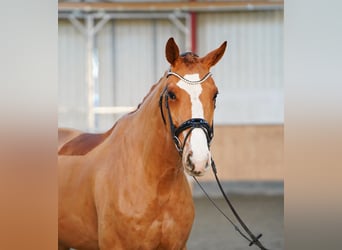 Hannoveriano, Caballo castrado, 7 años, 170 cm, Alazán