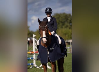 Hannoveriano, Caballo castrado, 7 años, 170 cm, Alazán