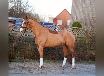 Hannoveriano, Caballo castrado, 7 años, 170 cm, Alazán