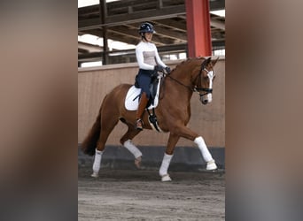 Hannoveriano, Caballo castrado, 7 años, 170 cm, Alazán