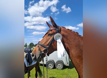 Hannoveriano, Caballo castrado, 7 años, 170 cm, Alazán