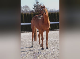 Hannoveriano, Caballo castrado, 7 años, 170 cm, Alazán