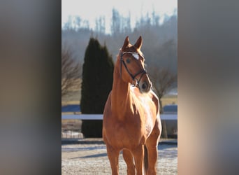 Hannoveriano, Caballo castrado, 7 años, 170 cm, Alazán