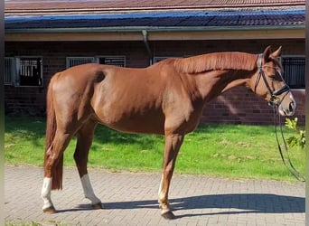 Hannoveriano, Caballo castrado, 7 años, 170 cm, Alazán