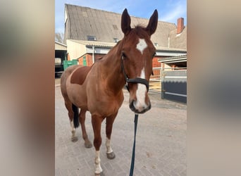 Hannoveriano, Caballo castrado, 7 años, 170 cm, Alazán