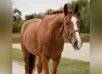 Hannoveriano, Caballo castrado, 7 años, 170 cm, Alazán
