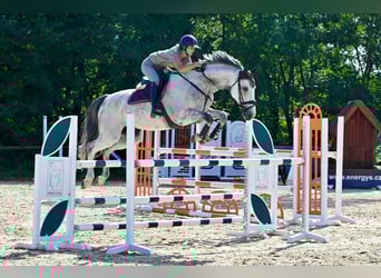 Hannoveriano, Caballo castrado, 7 años, 170 cm, Bayo