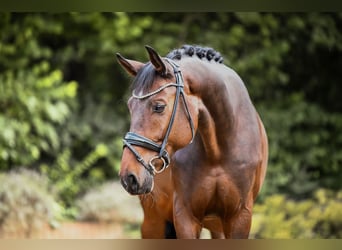 Hannoveriano, Caballo castrado, 7 años, 170 cm, Castaño