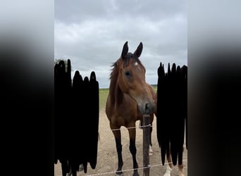 Hannoveriano, Caballo castrado, 7 años, 170 cm, Castaño