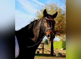 Hannoveriano, Caballo castrado, 7 años, 170 cm, Castaño oscuro