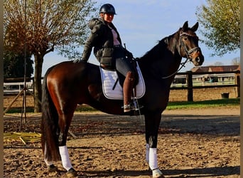 Hannoveriano, Caballo castrado, 7 años, 170 cm, Castaño oscuro