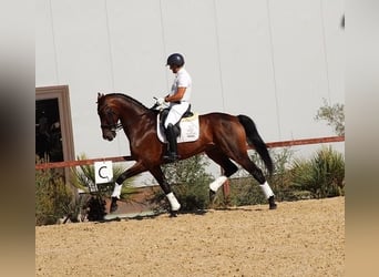 Hannoveriano, Caballo castrado, 7 años, 170 cm, Castaño rojizo