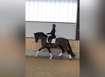 Hannoveriano, Caballo castrado, 7 años, 170 cm, Morcillo