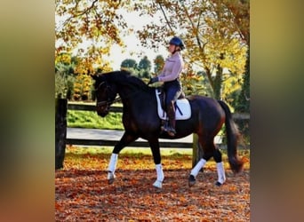 Hannoveriano, Caballo castrado, 7 años, 170 cm, Morcillo