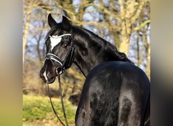 Hannoveriano, Caballo castrado, 7 años, 170 cm, Morcillo