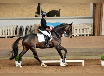 Hannoveriano, Caballo castrado, 7 años, 170 cm, Morcillo