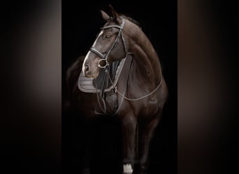 Hannoveriano, Caballo castrado, 7 años, 170 cm, Negro