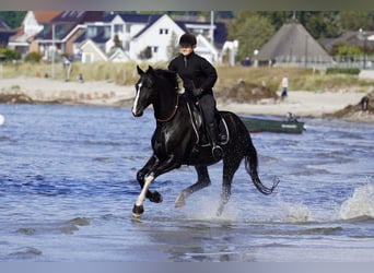 Hannoveriano, Caballo castrado, 7 años, 170 cm, Negro