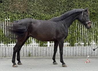 Hannoveriano, Caballo castrado, 7 años, 170 cm, Negro