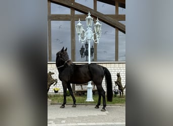 Hannoveriano, Caballo castrado, 7 años, 170 cm, Negro