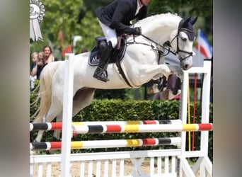 Hannoveriano, Caballo castrado, 7 años, 170 cm, Tordo