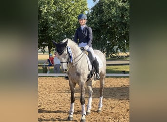 Hannoveriano, Caballo castrado, 7 años, 170 cm, Tordo rodado