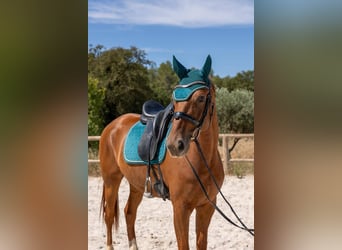 Hannoveriano, Caballo castrado, 7 años, 171 cm, Alazán