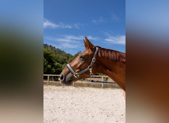 Hannoveriano, Caballo castrado, 7 años, 171 cm, Alazán