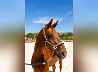 Hannoveriano, Caballo castrado, 7 años, 171 cm, Alazán