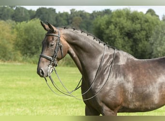 Hannoveriano, Caballo castrado, 7 años, 171 cm, Morcillo