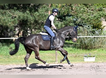 Hannoveriano, Caballo castrado, 7 años, 171 cm, Morcillo