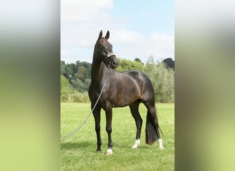 Hannoveriano, Caballo castrado, 7 años, 171 cm, Morcillo