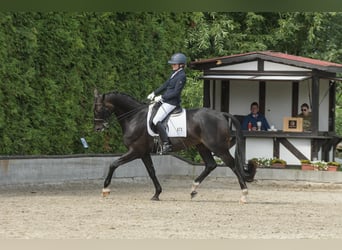 Hannoveriano, Caballo castrado, 7 años, 171 cm, Morcillo