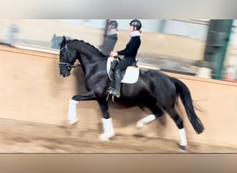 Hannoveriano, Caballo castrado, 7 años, 171 cm, Negro