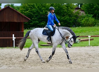 Hannoveriano, Caballo castrado, 7 años, 171 cm, Tordo