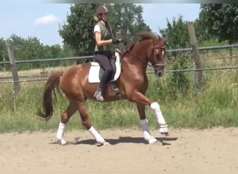 Hannoveriano, Caballo castrado, 7 años, 172 cm, Alazán