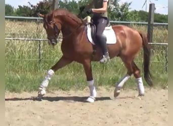 Hannoveriano, Caballo castrado, 7 años, 172 cm, Alazán