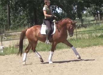 Hannoveriano, Caballo castrado, 7 años, 172 cm, Alazán