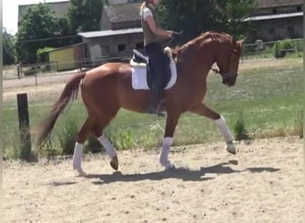 Hannoveriano, Caballo castrado, 7 años, 172 cm, Alazán