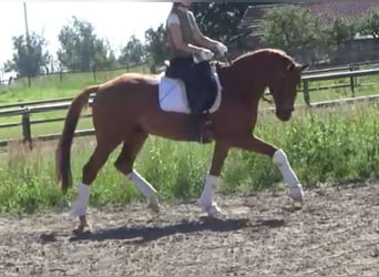 Hannoveriano, Caballo castrado, 7 años, 172 cm, Alazán