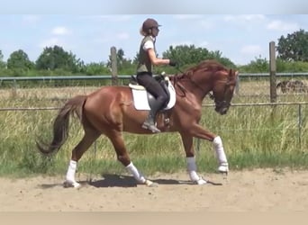 Hannoveriano, Caballo castrado, 7 años, 172 cm, Alazán