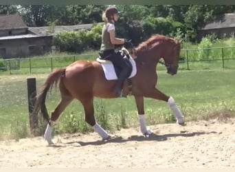 Hannoveriano, Caballo castrado, 7 años, 172 cm, Alazán