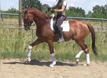 Hannoveriano, Caballo castrado, 7 años, 172 cm, Alazán