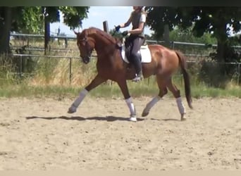 Hannoveriano, Caballo castrado, 7 años, 172 cm, Alazán