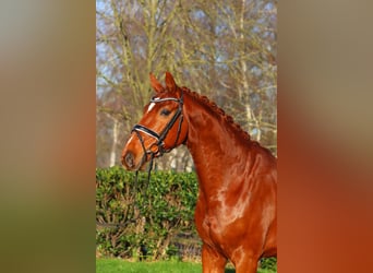 Hannoveriano, Caballo castrado, 7 años, 172 cm, Alazán