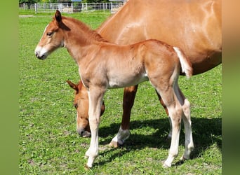 Hannoveriano, Caballo castrado, 7 años, 172 cm, Alazán